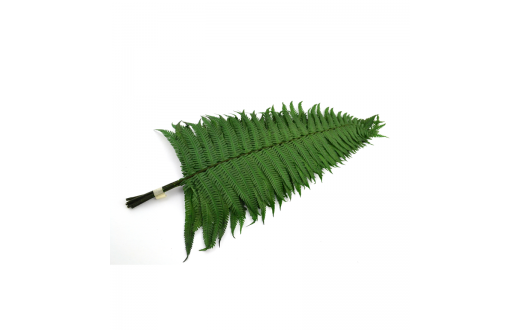 Parchment fern - FPA 0102