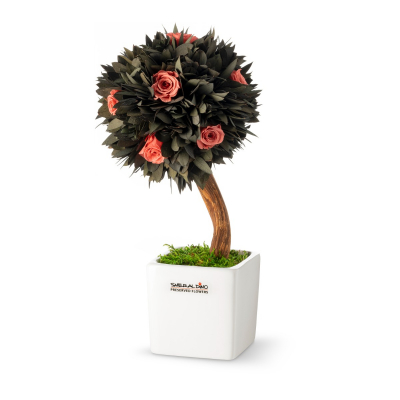 Stromek Gold Parvifolia