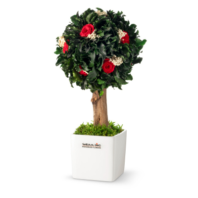 Stromek Gold Pittosporum