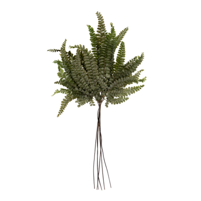 Felci Fern