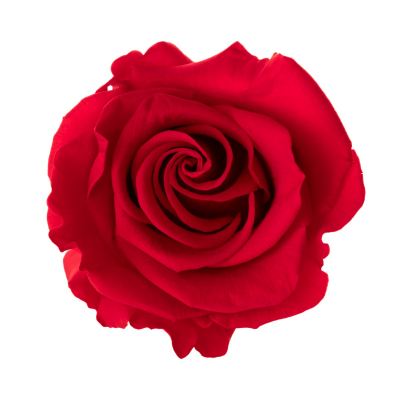 Hlavy růží Princess