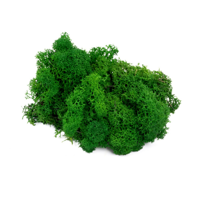 Lichen