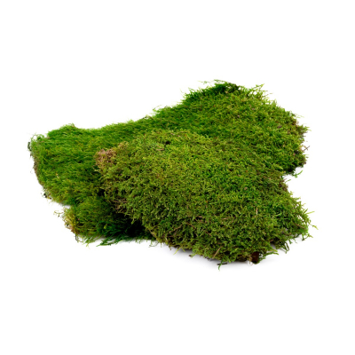 Flat Moss