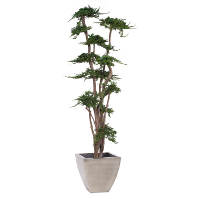 Juniperus Proscumbens