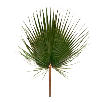 Washingtonia